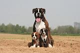 BOXER 254